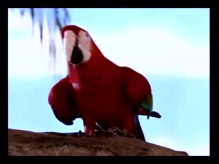 adult